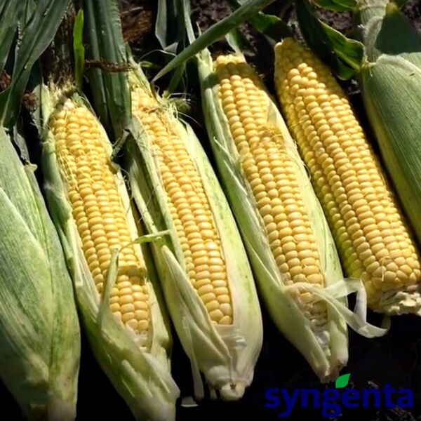 АКЦЕНТ F1 / AKTCENT F1 - насіння цукрової кукурудзи, Syngenta