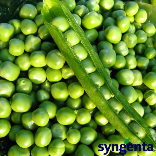 ТРОФІ / TROFI - насіння гороху, Syngenta