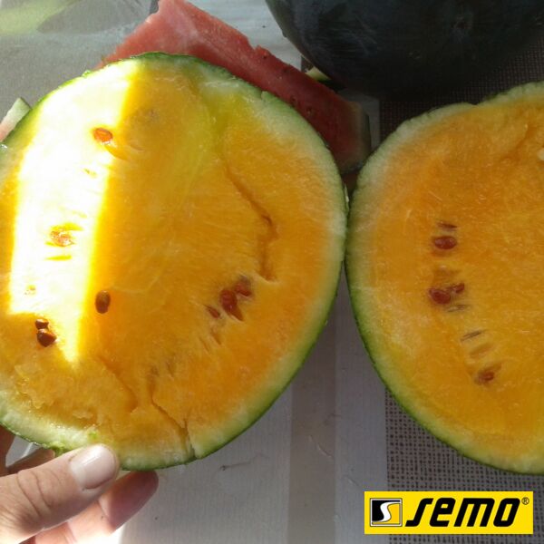 ПРИМАОРАНЖ F1 / PRIMAORANGE F1 - семена арбуза, Semo