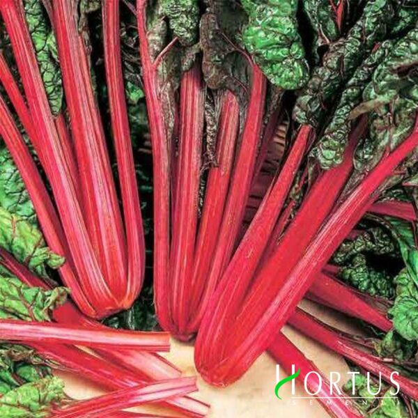 ЧЕРВОНИЙ МАНГОЛЬД / RED CHARD - насіння мангольду, Hortus