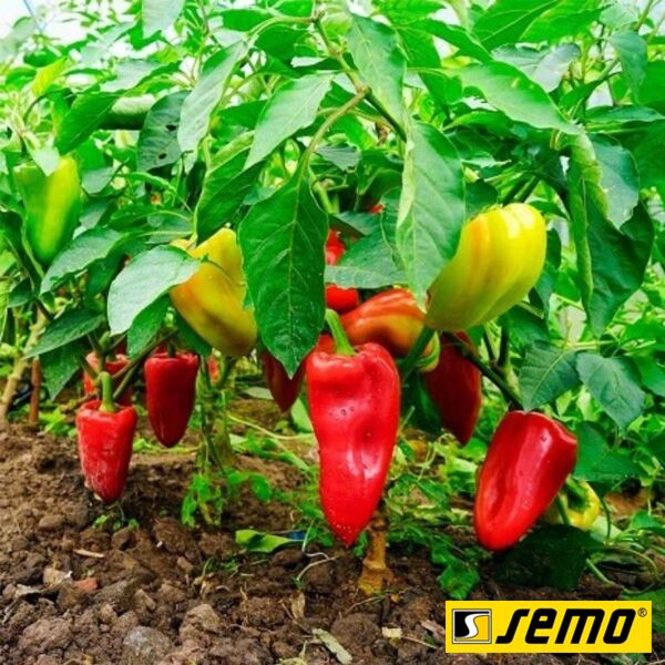 РУБІНОВА / RUBINOVA - насіння перцю, Semo
