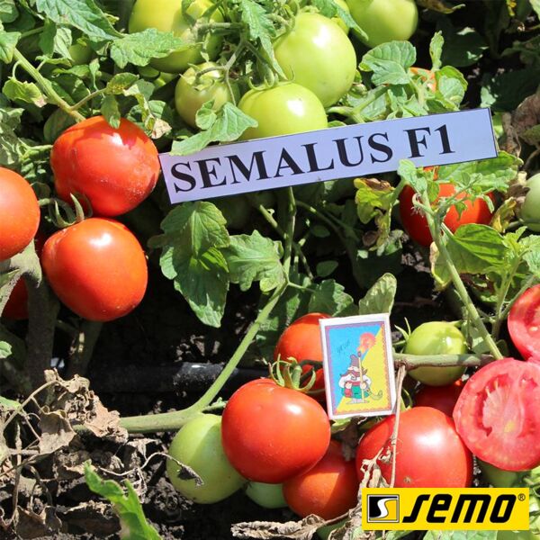 СЕМАЛУС F1 / SEMALUS F1 - семена томата (помидора), Semo