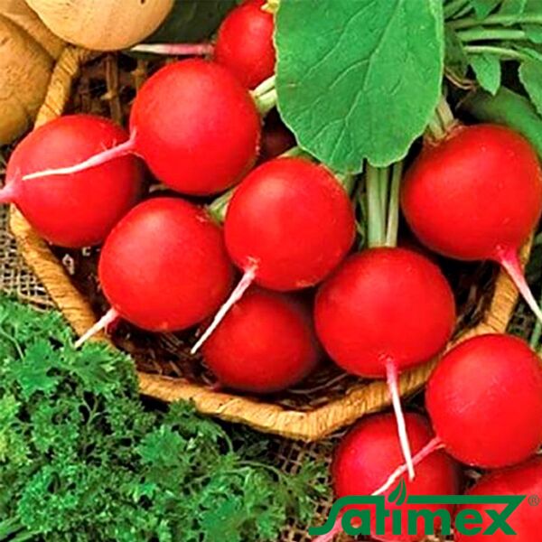 СУПЕРСТАР / SUPERSTAR - насіння редису, Satimex