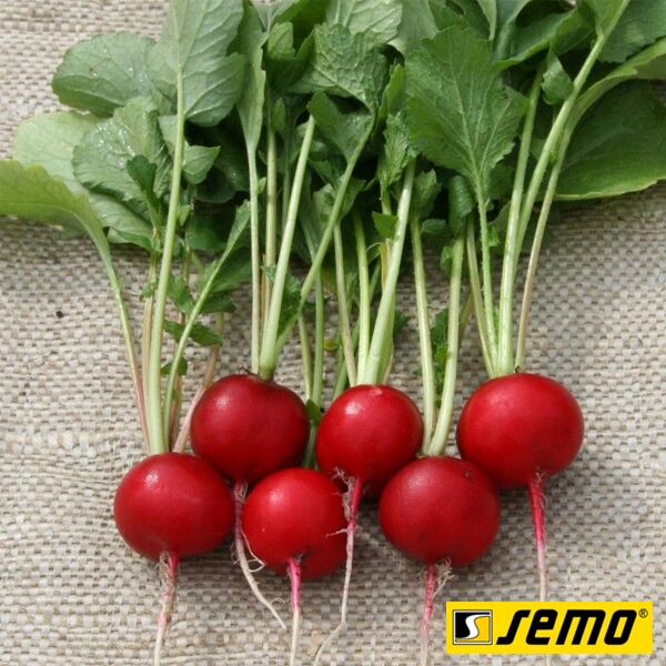 ТЕКО / TEKO - насіння редису, Semo