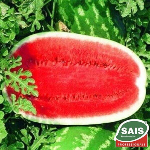 ТРІУМФ F1 / TRIUMPH F1 - насіння кавуна, Sais