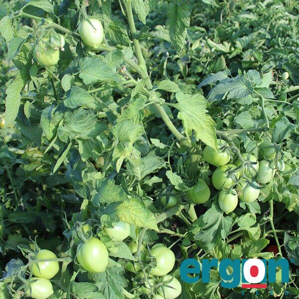 ЕС 9340 F1 / ES 9340 F1 - насіння томата (помідора), Ergon Seed