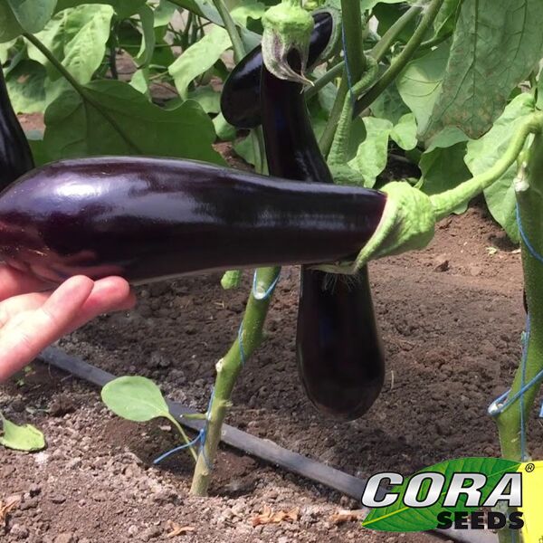 ИРИС F1 / IRIS F1 - семена баклажана, Cora Seeds