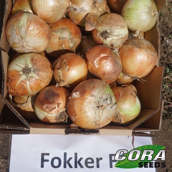 ФОККЕР F1 / FOKKER F1 - насіння цибулі, Cora Seeds