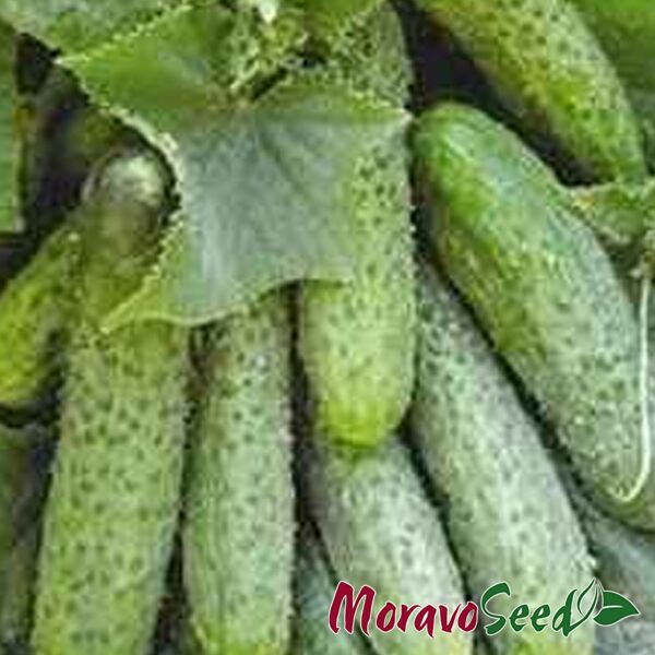 МАРИЕТА F1 / MARIETA F1 - семена огурца, Moravoseed