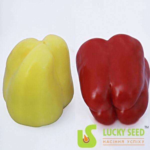 LS 13110 F1 - семена перца, Lucky Seed