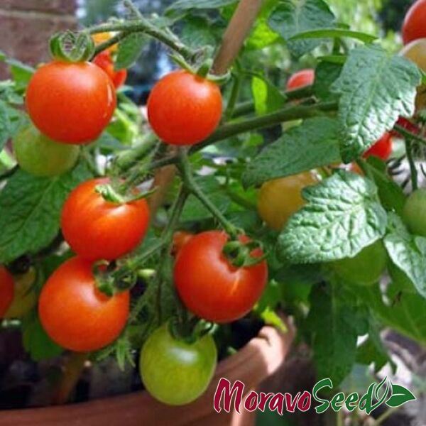 ВІЛМА / VILMA - насіння томата (помідора), Moravoseed