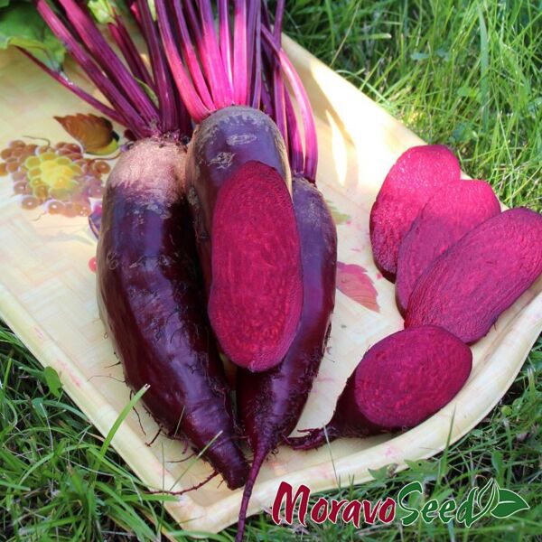 РЕНОВА / RENOVA - насіння столового буряку, Moravoseed