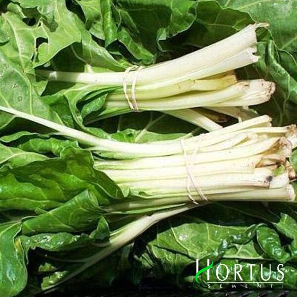 БІЛИЙ МАНГОЛЬД / WHITE CHARD - насіння мангольду, Hortus