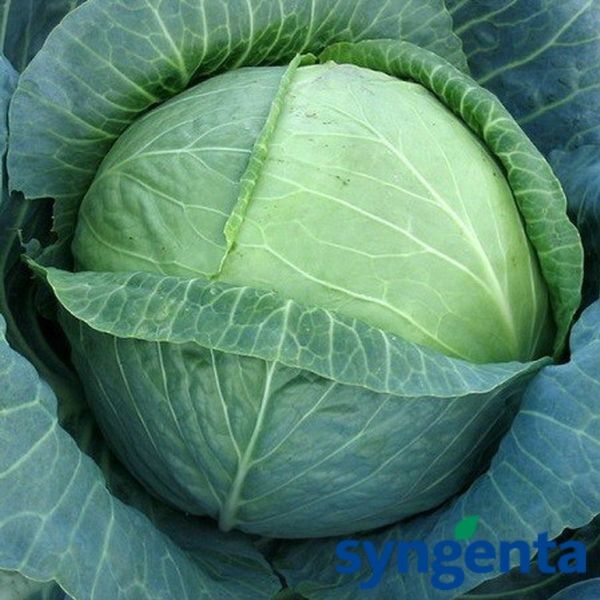 КАТАТОР F1 / KATATOR F1 - семена белокочанной капусты, Syngenta
