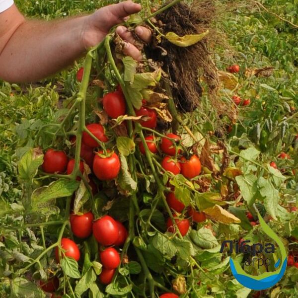 САЛЕРНО (ЕЗ 17016) F1 / SALERNO (EZ 17016) F1 - насіння томата (помідора), LibraSeeds