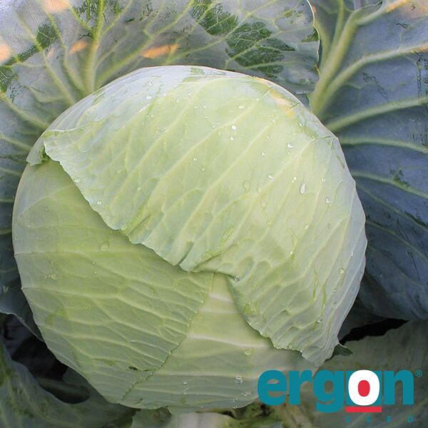 ЕС 2144 F1 / ES 2144 F1 - насіння білоголової капусти, Ergon Seed