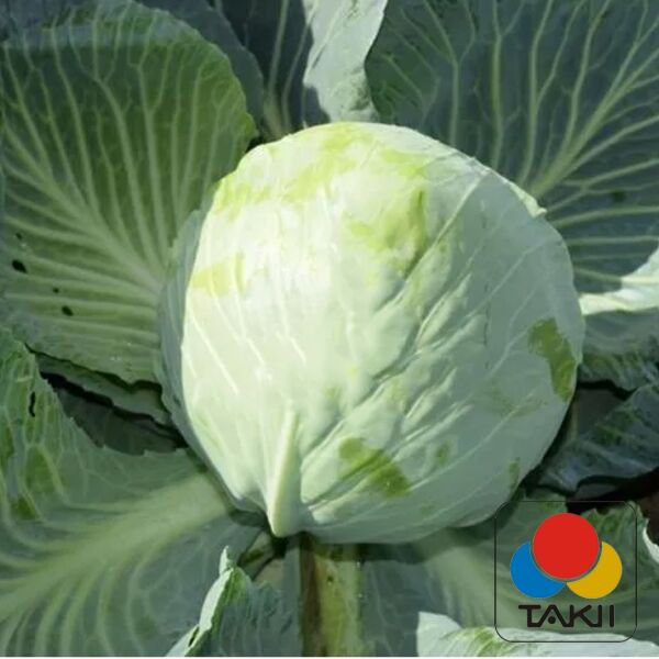 СТРУКТА F1 / STRUKTA F1 - насіння білоголової капусти, Takii Seeds