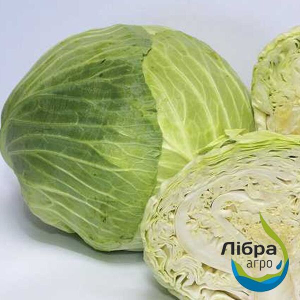 ГРІН СТАР F1 / GREEN STAR F1 - насіння білоголової капусти, LibraSeeds