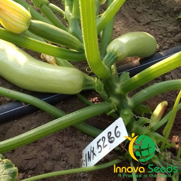 РЕНДІ (ІНХ 5286) F1 / INX 5286 F1 - насіння кабачка, INNOVA SEEDS