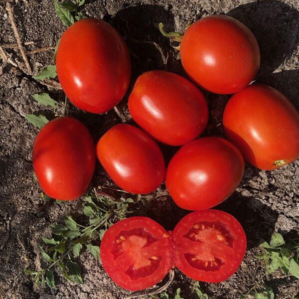 5108 F1 - насіння томата (помідор), Spark Seeds