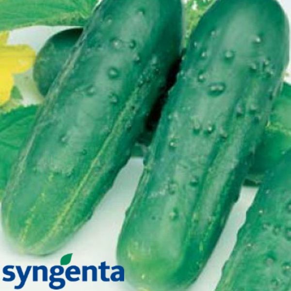 ОКТОПУС F1 / OCTOPUS F1 - семена огурца пчелоопыляемого, Syngenta