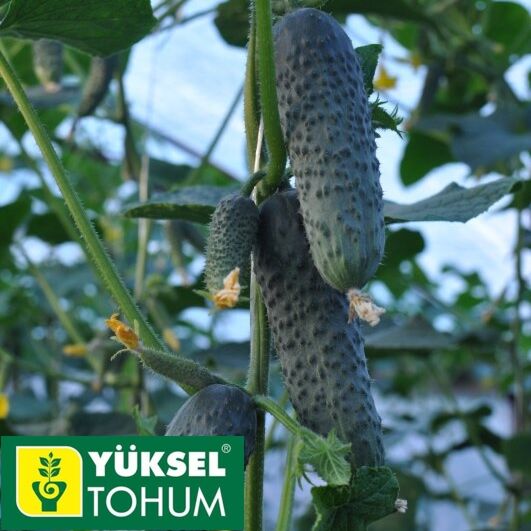 ЛЮТОЯР F1 / LUTOYAR F1 - семена огурца корнишон, Yuksel Tohum