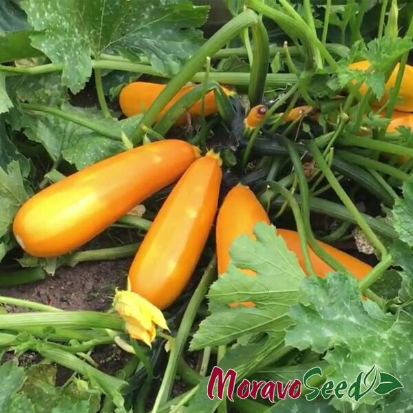 ГОЛДЕНА / GOLDENA - насіння кабачка, Moravoseed