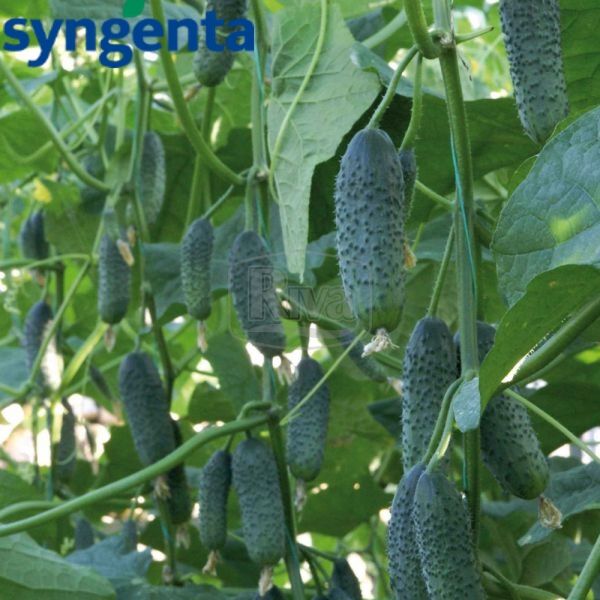 ПАСАМОНТЕ F1 / PASAMONTE F1 - семена огурца, Syngenta
