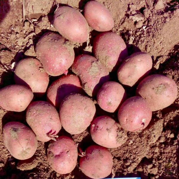 Балтик Роуз — картофель семенной (2 репродукция), 5 кг