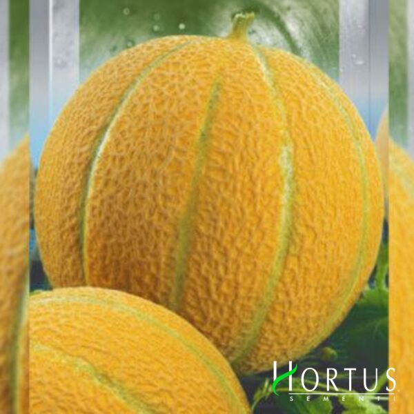 БЕСТ ДЖАМБО / BEST JAMBO - насіння дині, Hortus