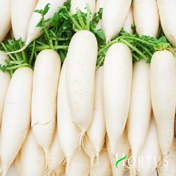 ДАЙКОН / DAIKON - насіння редьки, Hortus