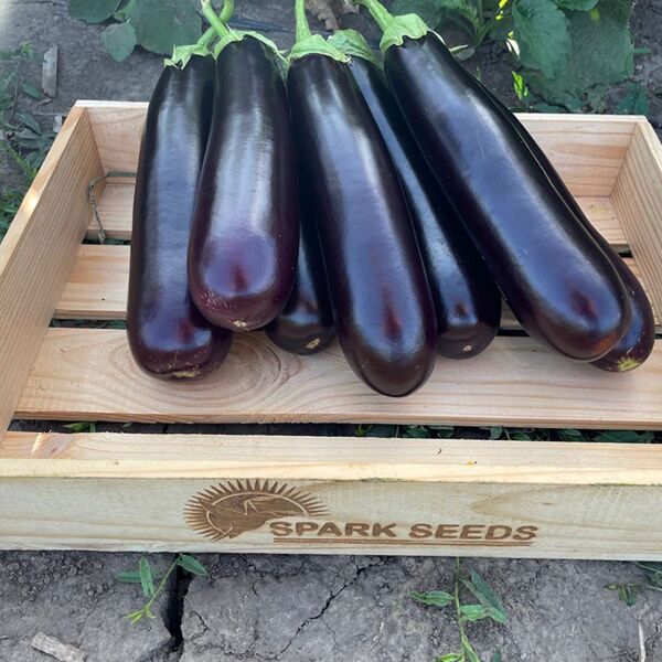 ДАР F1 / DAR F1 - насіння баклажана, Spark Seeds