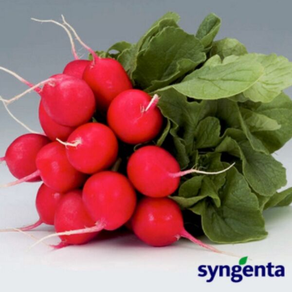 ДОНАР F1 / DONAR F1 - семена редиса, Syngenta