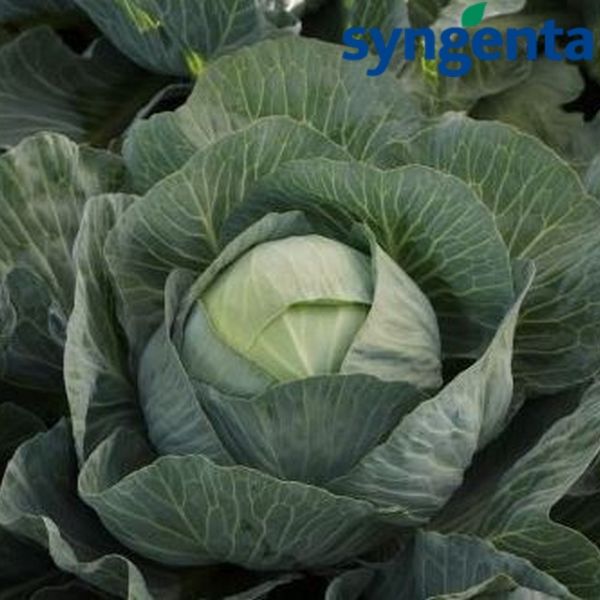 ЭЛАСТОР F1 / ELASTOR F1 - семена белокочанной капусты, Syngenta