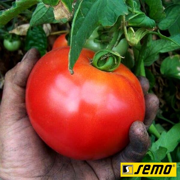 ЭРГУС F1 / ERGUS F1 - семена томата (помидора), Semo