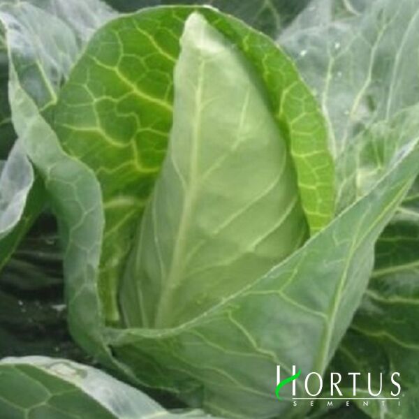 ГРЕТ ОКСХАТ / GRET OKSKHAT - насіння білоголової капусти, Hortus