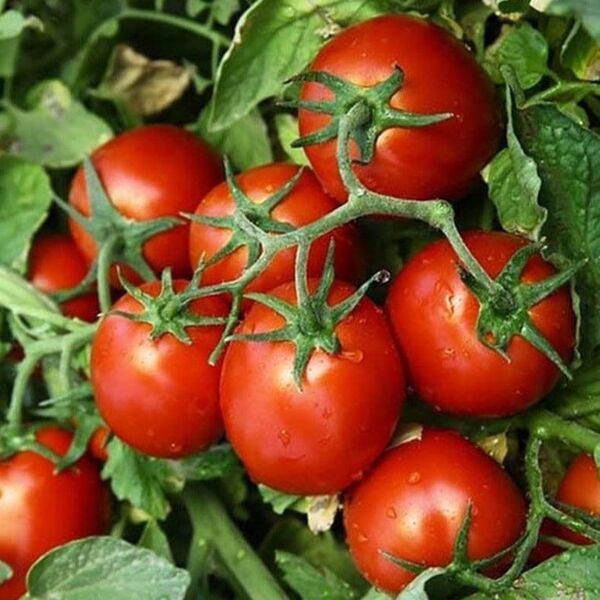 КС 390 F1 / KS 390 F1 - насіння томата (помідор), Kitano Seeds