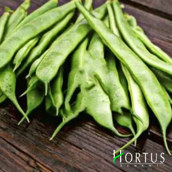 МАРКОНІ / MARKONI - насіння квасолі, Hortus