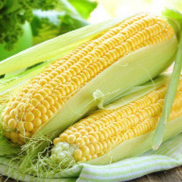 МІРУС F1 / MIRUS F1 - насіння цукрової кукурудзи, Cora Seeds