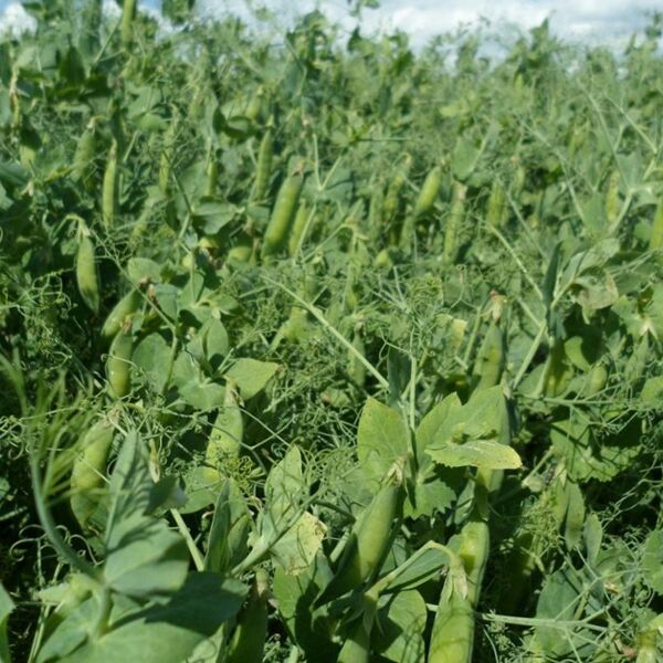 НС МОРОЗ — озимий горох, AGRO SEME