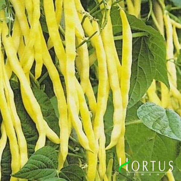 ОЛЬГА / OLGA - насіння квасолі, Hortus