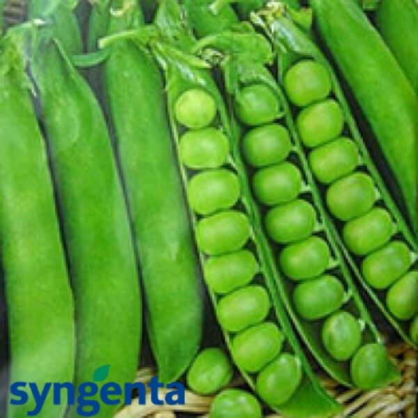 ПРЕЛАДО / PRELADO - насіння гороху овочевого, Syngenta