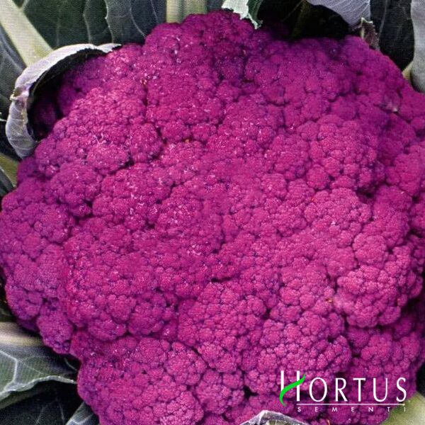 ПУРПУРНА СИЦИЛІЙСЬКА / PURPLE SICILIAN - насіння цвітної капусти, Hortus