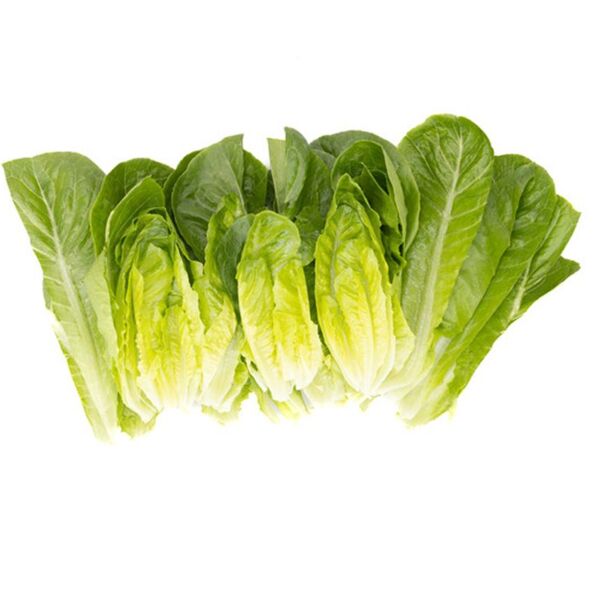 РАБЕЛЛО / RABELLO - насіння салату, Rijk Zwaan