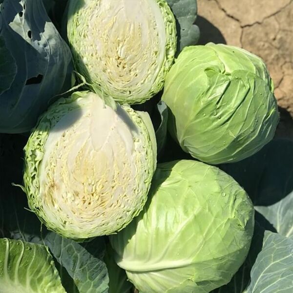 РІЗЬЕРО F1 / RIZIERO F1 - насіння білоголової капусти, Cora Seeds