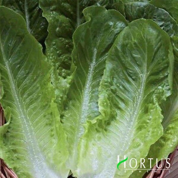 РОМЕН БІОНДА МОНТАРЕ / ROMEN BIONDA MONTARE - насіння салату, Hortus