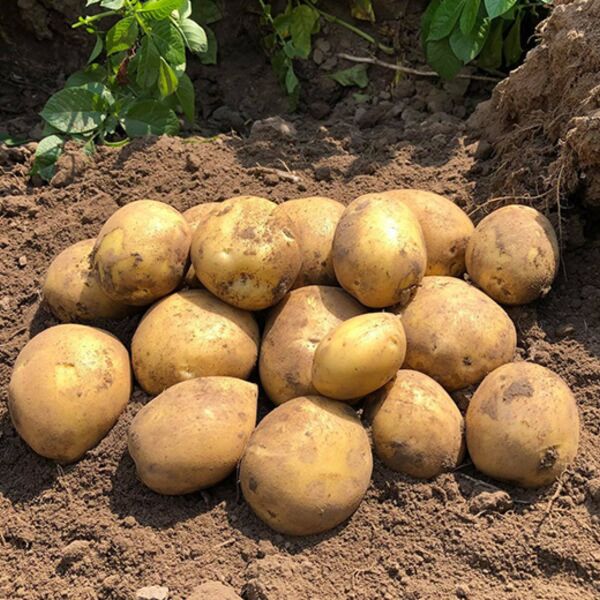 Сорая — картофель семенной (2 репродукция), 5 кг