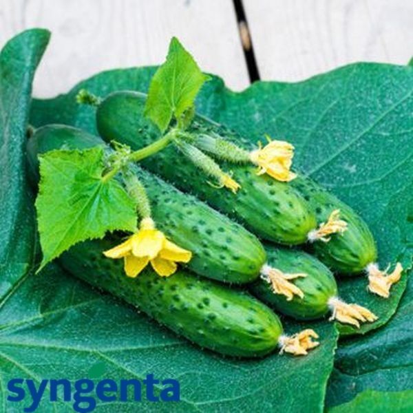 СПІНО F1 / SPINO F1 - насіння огірка, Syngenta