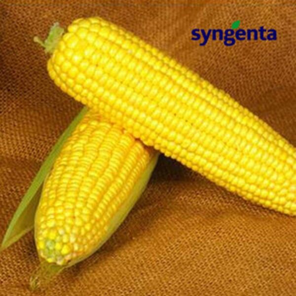 СВИТСТАР F1 / SWEETSTAR F1 - семена сахарной кукурузы, Syngenta