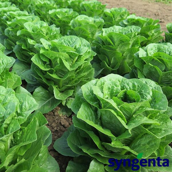 ТІПІКАЛ / TIPIKAL - насіння салату, Syngenta